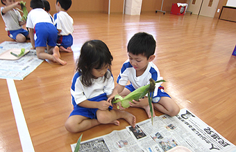 4・5歳児でとうもろこしの皮むき体験