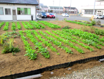 野菜農園