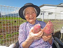 さつまいも堀り