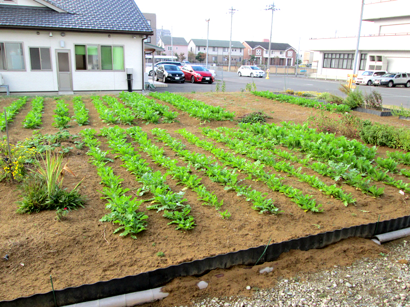 野菜農園