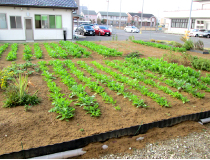 野菜農園